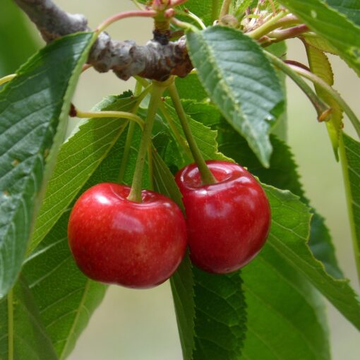 Les desserts avec des cerises