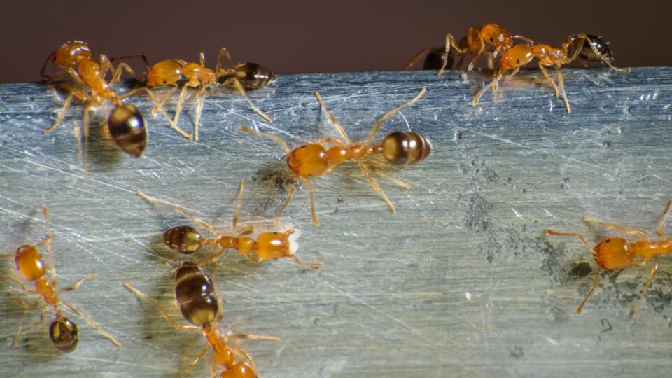 éliminer les fourmis nuisibles de la maison