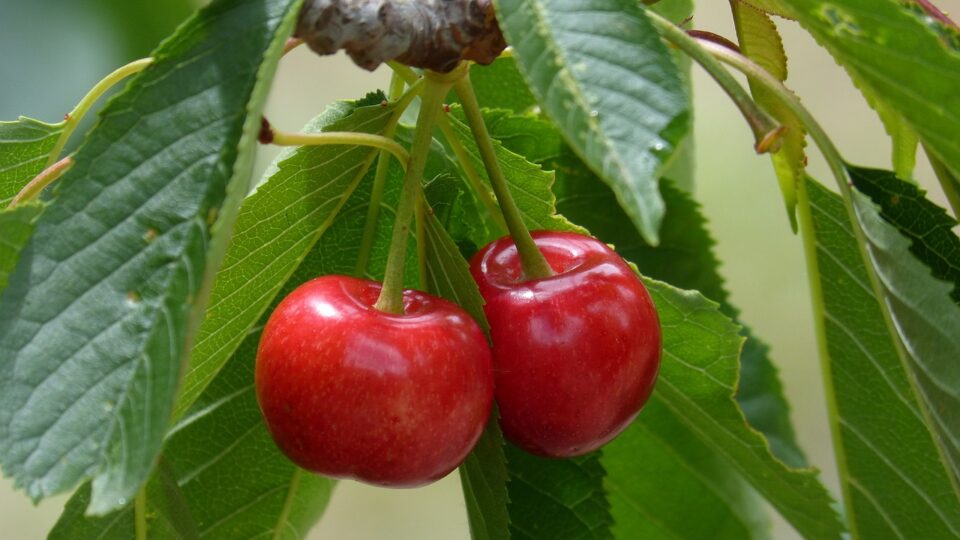 Les desserts avec des cerises